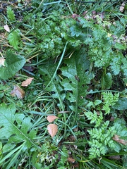 Carduus crispus