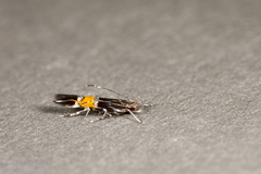 Cosmopterix