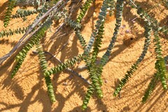 Verticordia oculata