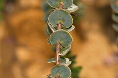 Verticordia oculata