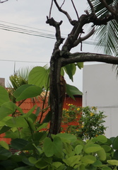 Calotes versicolor