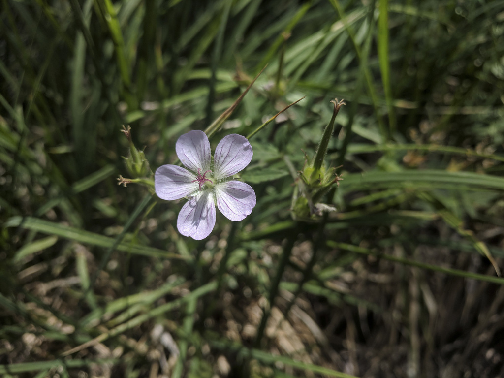 California geranium (Geranium Family of North America) · iNaturalist
