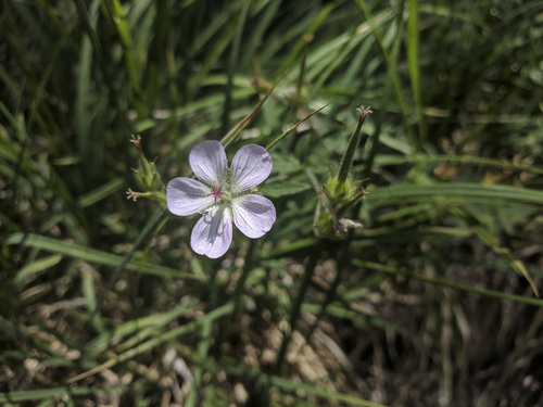 California geranium (Geranium Family of North America) · iNaturalist