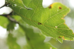 Neuroterus anthracinus