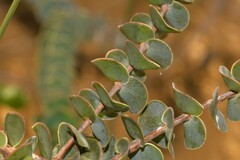 Verticordia oculata