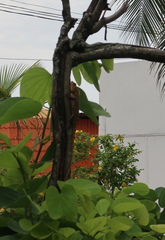 Calotes versicolor