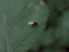 Minettia longipennis