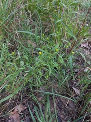 Dittrichia graveolens