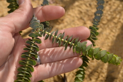 Verticordia oculata