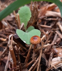Agaricineae