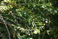Dendrobium agrostophyllum
