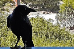 Corvus coronoides