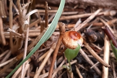 Agaricineae