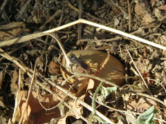 Auplopus carbonarius