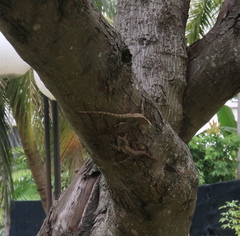 Calotes versicolor