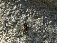 Auplopus carbonarius