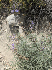 Lupinus hyacinthinus