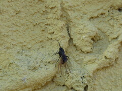 Auplopus carbonarius