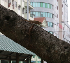 Calotes versicolor