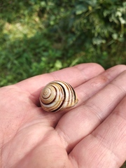 Caucasotachea vindobonensis