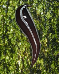 Australopacifica