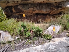 Aloiampelos commixta