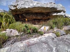 Aloiampelos commixta