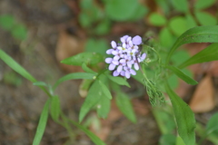 Iberis umbellata