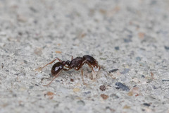 Tetramorium immigrans