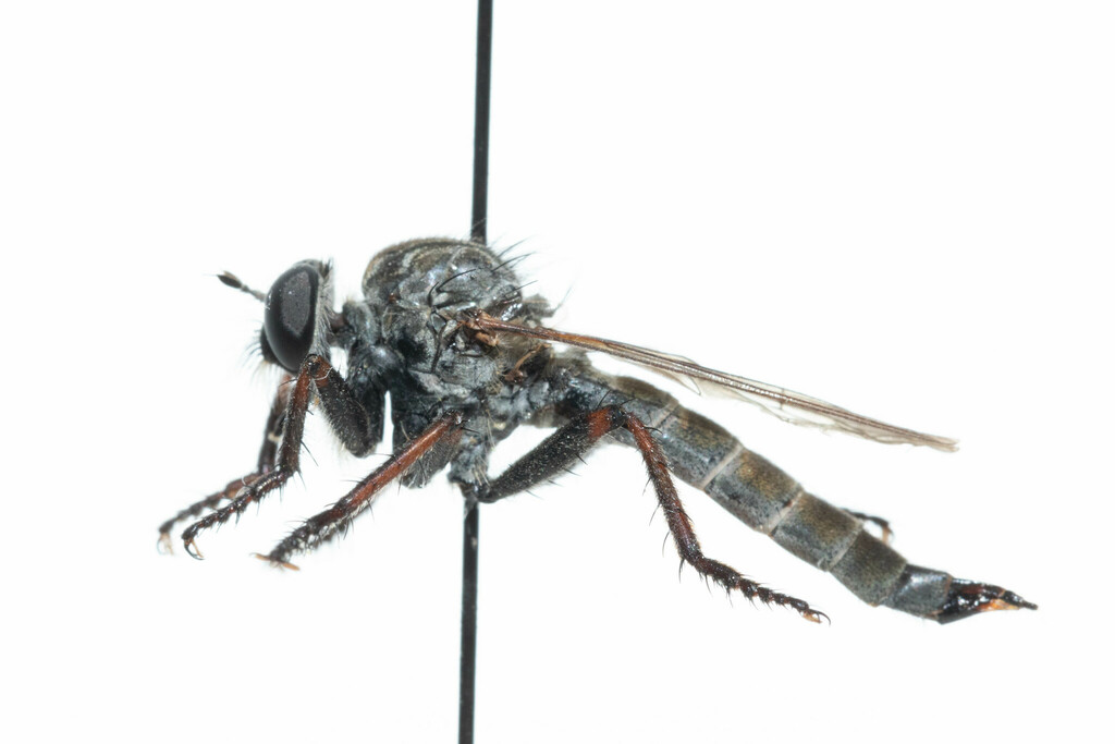 Machimus callidus