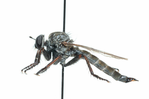 Machimus callidus