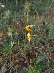 Verbascum blattaria