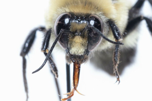 Brown-belted Bumble Bee