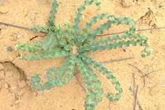 Gethyllis undulata