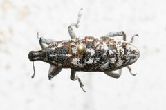 Cyphocleonus achates