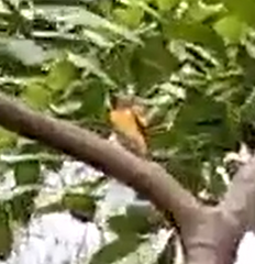 Pericrocotus cinnamomeus