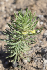 Ajuga chamaepitys