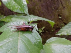 Acheta domesticus