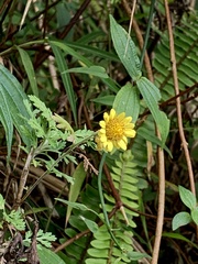 Chrysanthemum arisanense