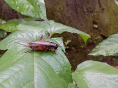 Acheta domesticus