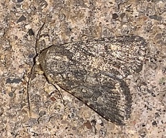 Protorthodes