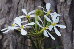 Ricinocarpos pinifolius