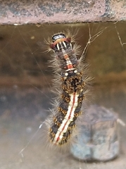 Lepidoptera