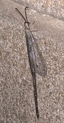 Brachynemurus