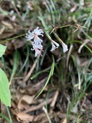 Ainsliaea macroclinidioides