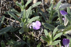 Ajuga iva