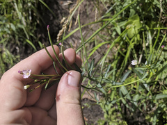 Epilobium glaberrimum glaberrimum
