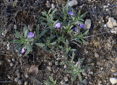 Ajuga iva