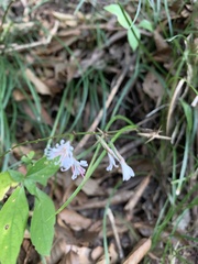 Ainsliaea macroclinidioides