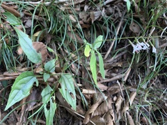 Ainsliaea macroclinidioides